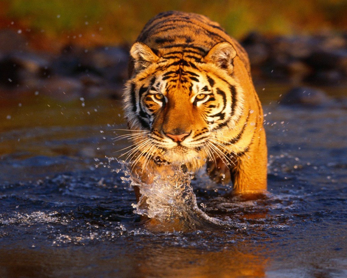 The Search of Tiger